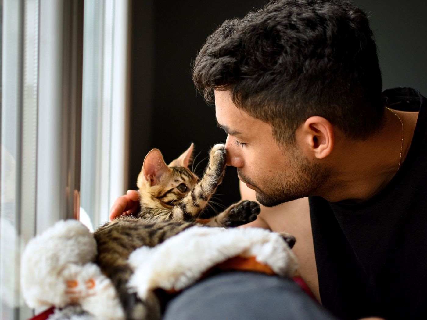 curious bengal kitten pawing at it's owners nose