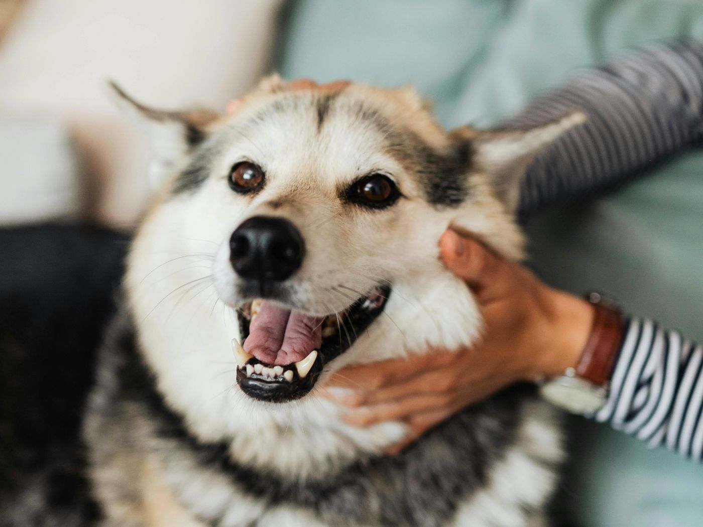 fluffy happy dog being pet by owner