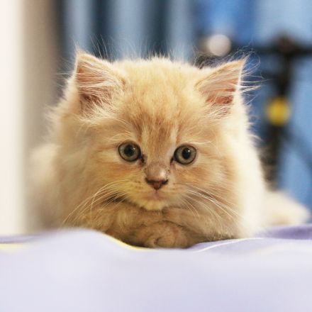 Carlton Animal Clinic reviews