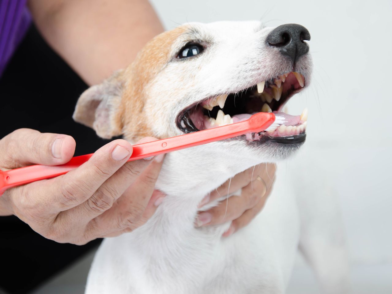 border-collie-giving-high-five-to-woman-800x600-1 Person brushing dog's teeth.