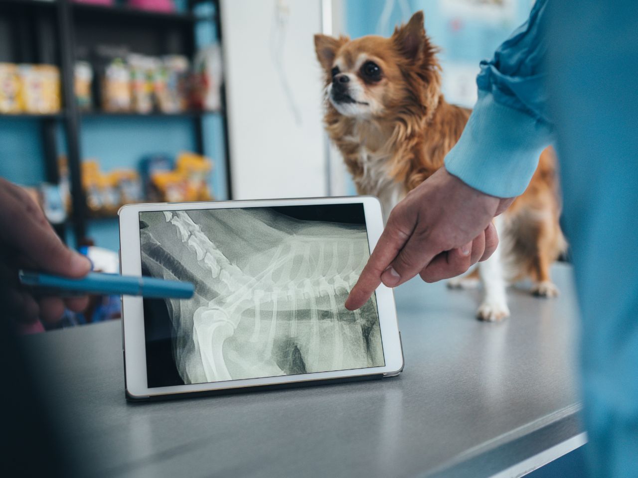 Vet examining dog's x-ray on tablet.