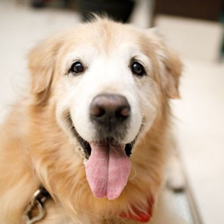 Experienced Senior Pet Care
