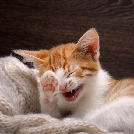 Laser Therapy for Pets