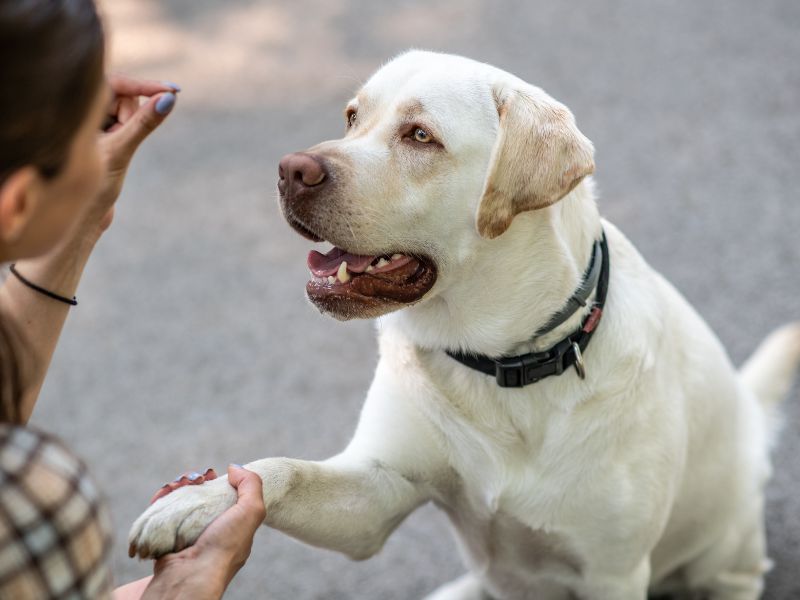 Laser Therapy