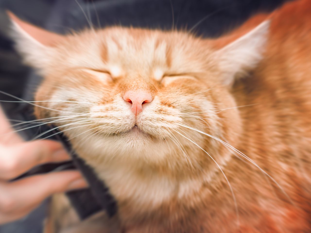 Meet the Carlton Animal Clinic Team