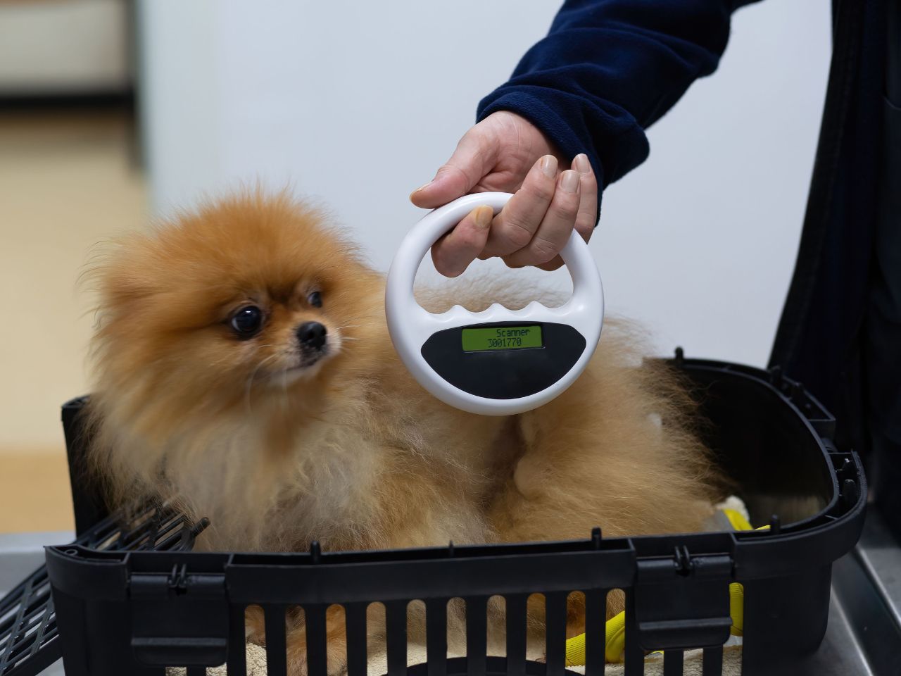 Pomeranian getting microchip scanned