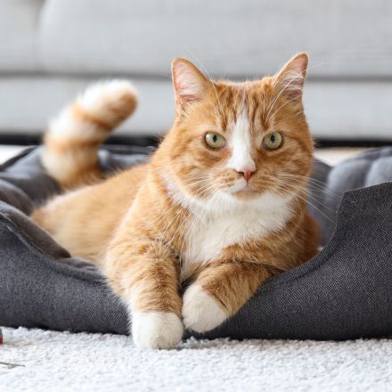 Microchipping for pets