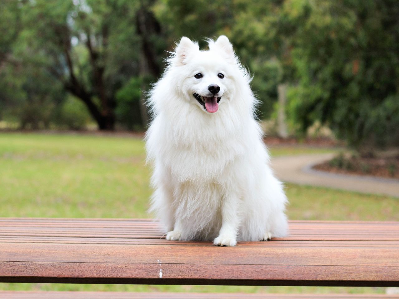 Online Forms Carlton Animal Clinic_