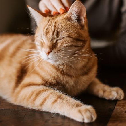 Our Expertise in Pet Nutrition