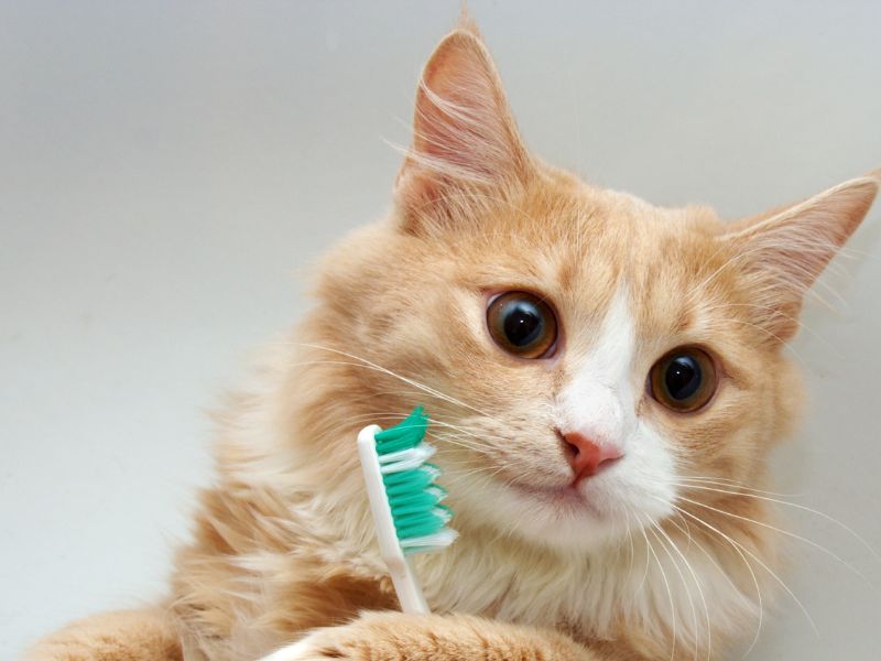 Our Pet Dental Services Our Pet Dental Services