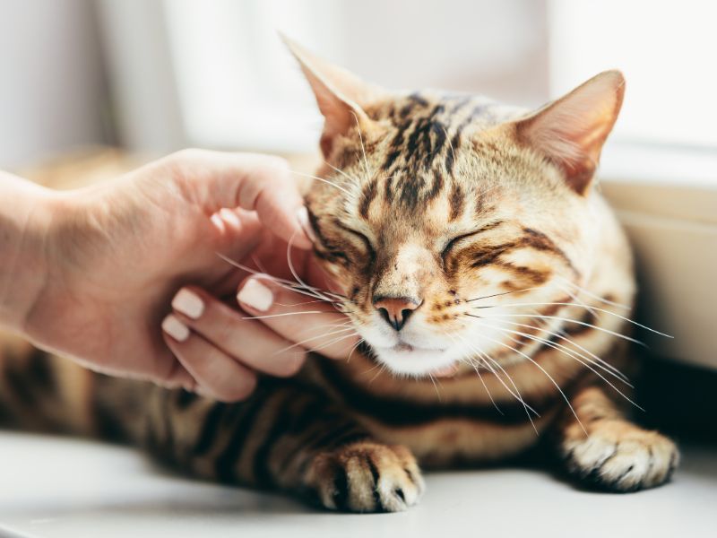 Part of Our Story Carlton Animal Clinic