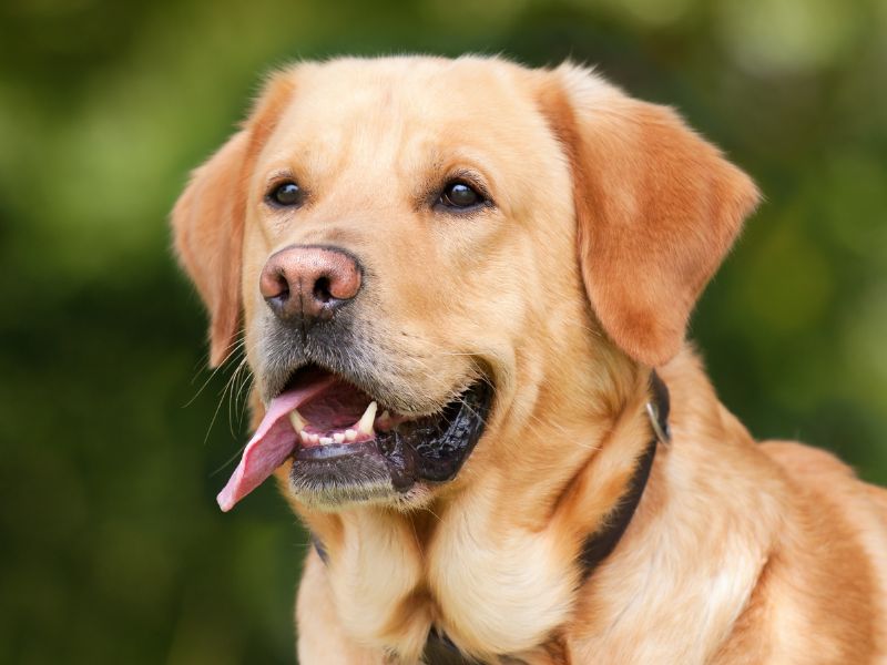 Pet Dental Care Matters Pet Dental Care Matters