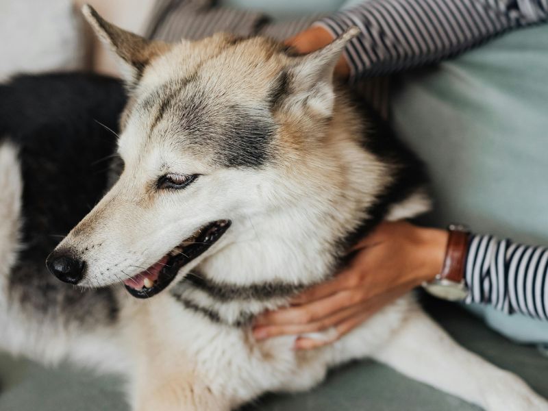 Pet Health Concerns