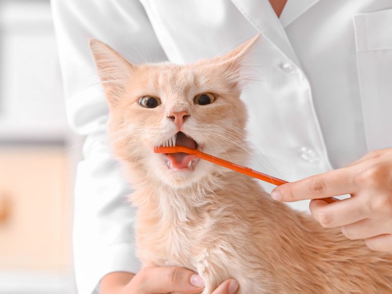 Routine Pet Dental Care Routine Pet Dental Care