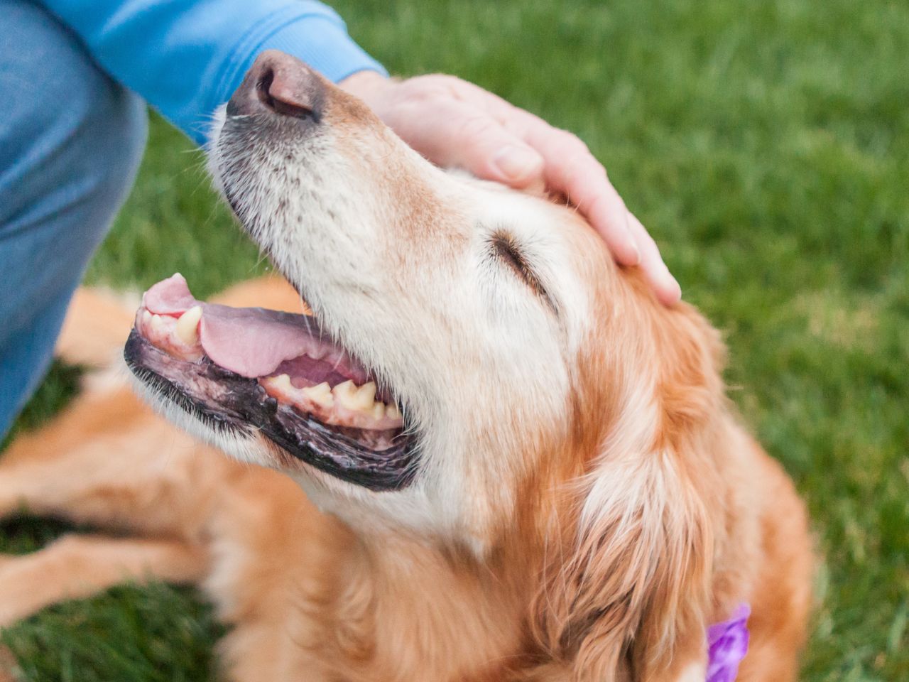 Hand petting dog on green grass.