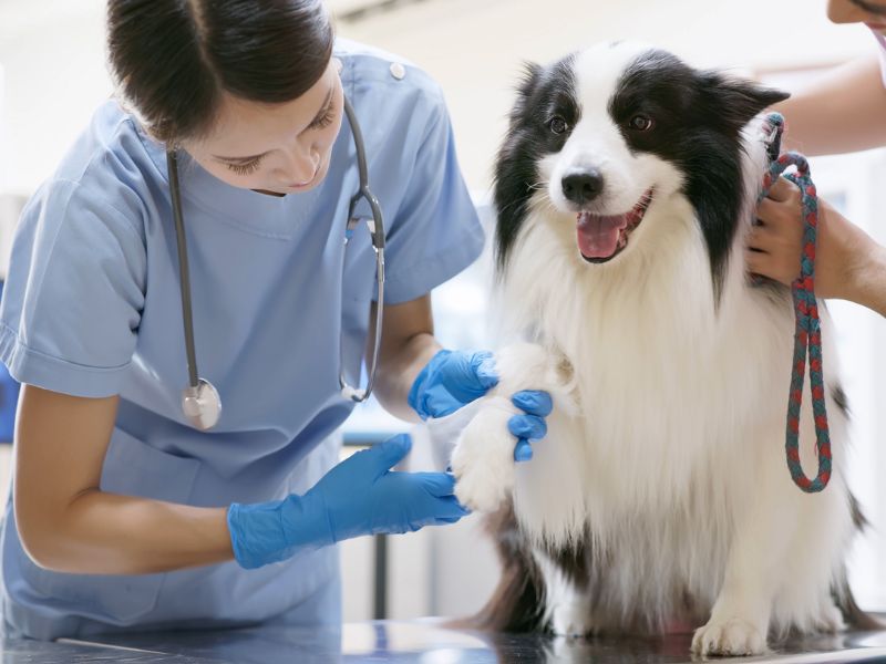 Surgery Matters iand Veterinary Preventative Care