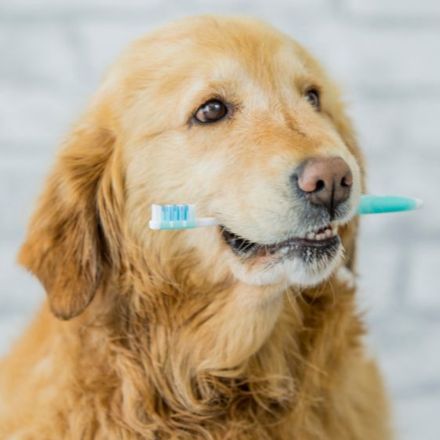 Trusted Dental Expertise