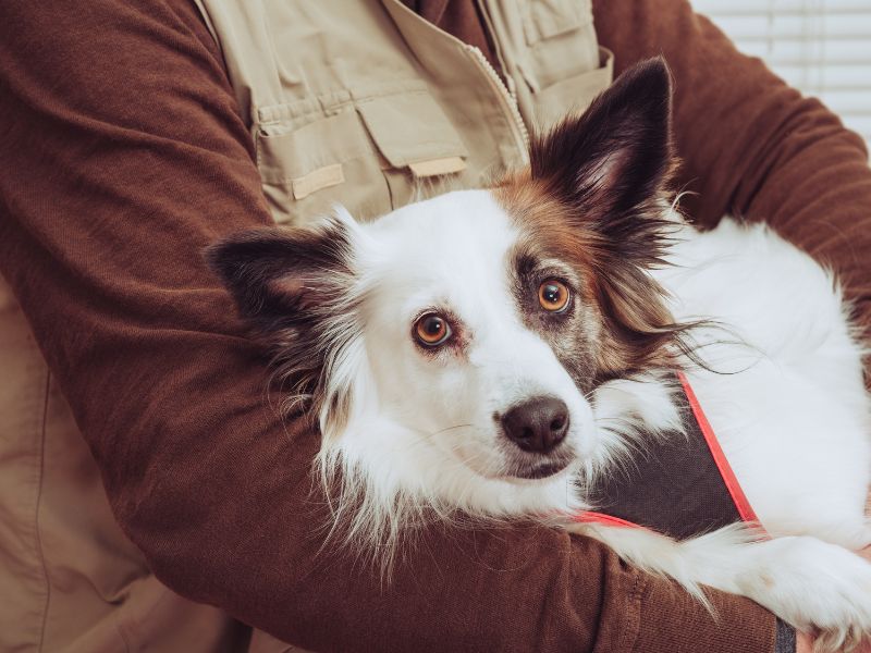 Veterinary Laser Therapy_