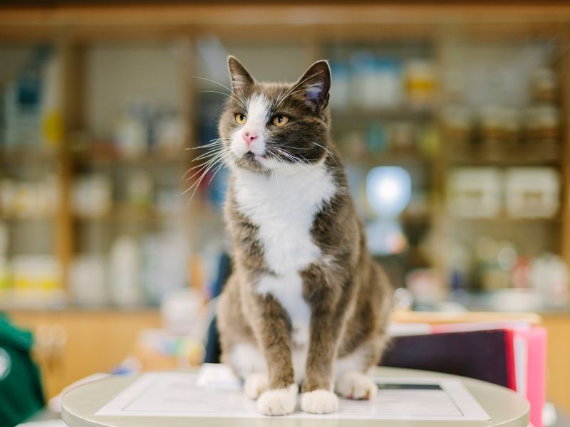 Veterinary Nutrition Counseling