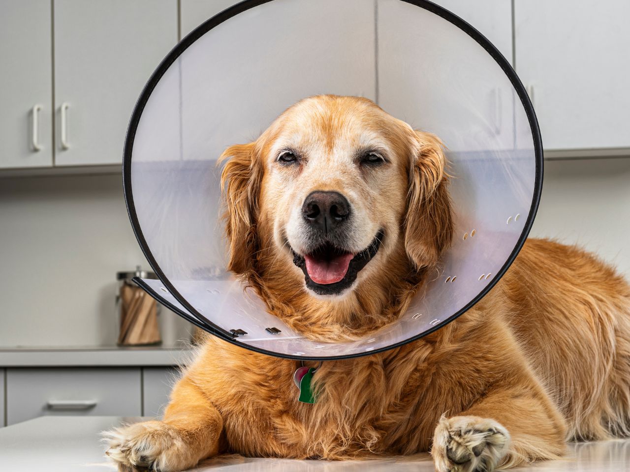 Golden retriever wearing protective cone.