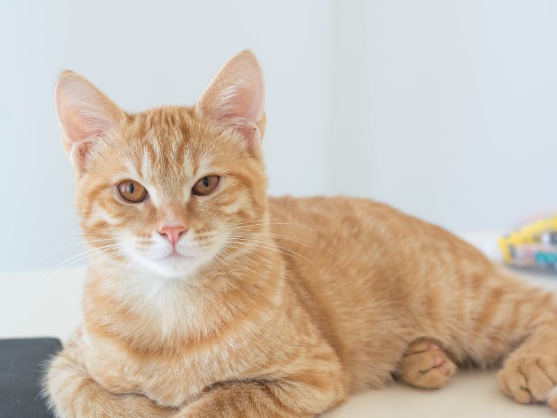 Animal diet consultation