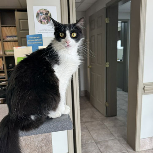 Tuxedo cat poses in veterinary office. Tuxedo cat poses in veterinary office.