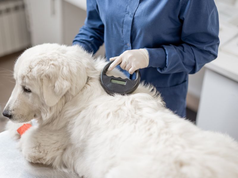 microchipping for dogs