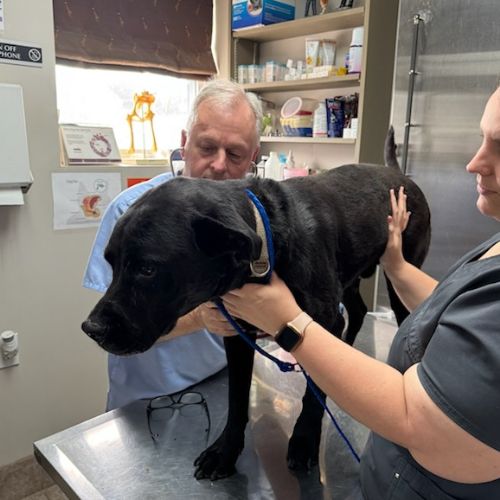 A man and woman are examining a dog in a vet office A man and woman are examining a dog in a vet office