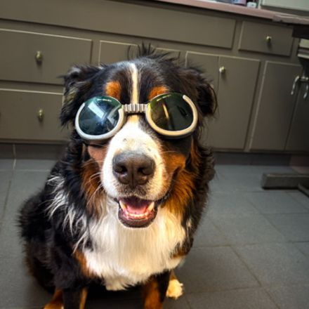a bernese mountain dog wearing sunglasses in a kitchen