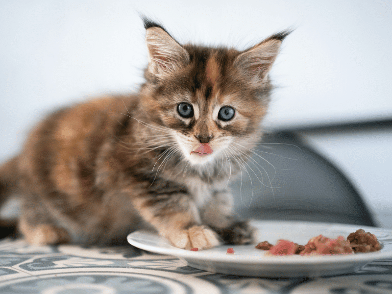 kitten eating from a small plate