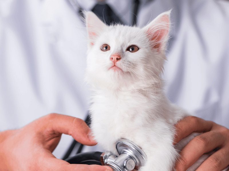 Kitten wellness Physical Exams Carlton