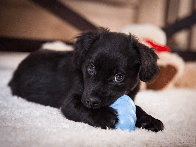 Behavior, Socialization, and Training