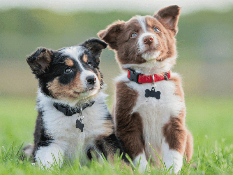 two australian shepherd puppies sitting in the grass