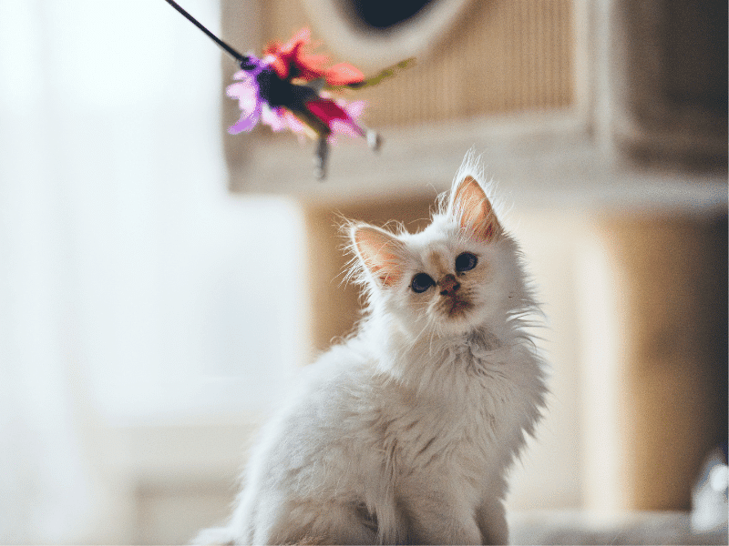kitten playing with a feather toy
