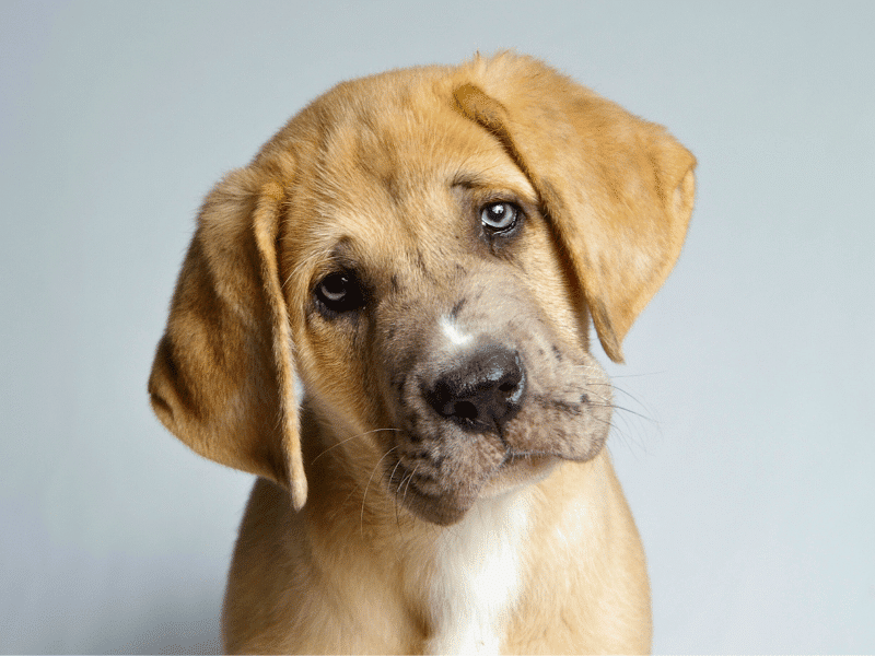 large breed puppy looking curiously