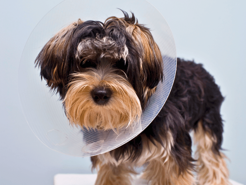 puppy wearing a cone after surgery