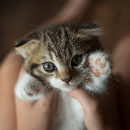 Pediatric Pet Care