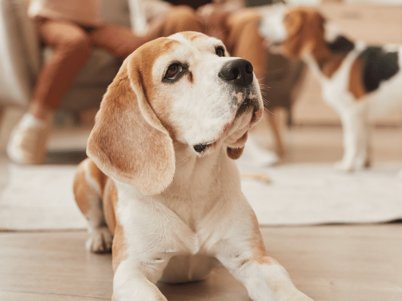 senior beagle dog laying down waiting for a treat