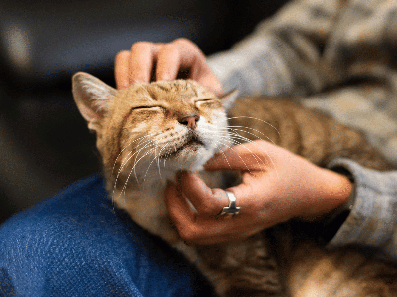 person petting a cat that is sitting on their lap